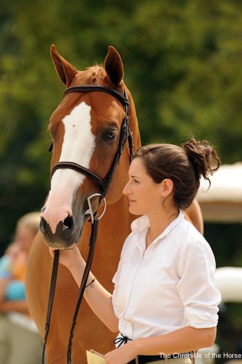 Warmblood Horses